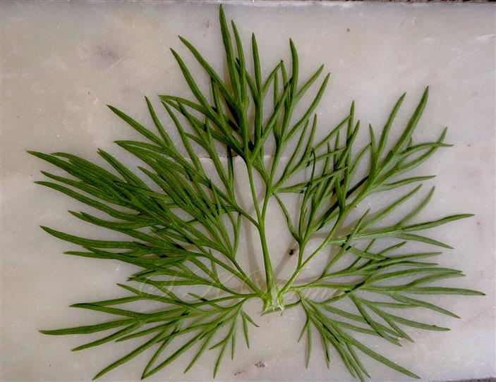 Upper Leaf